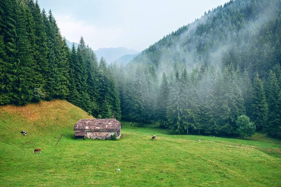 Paisagem árvore natureza floresta