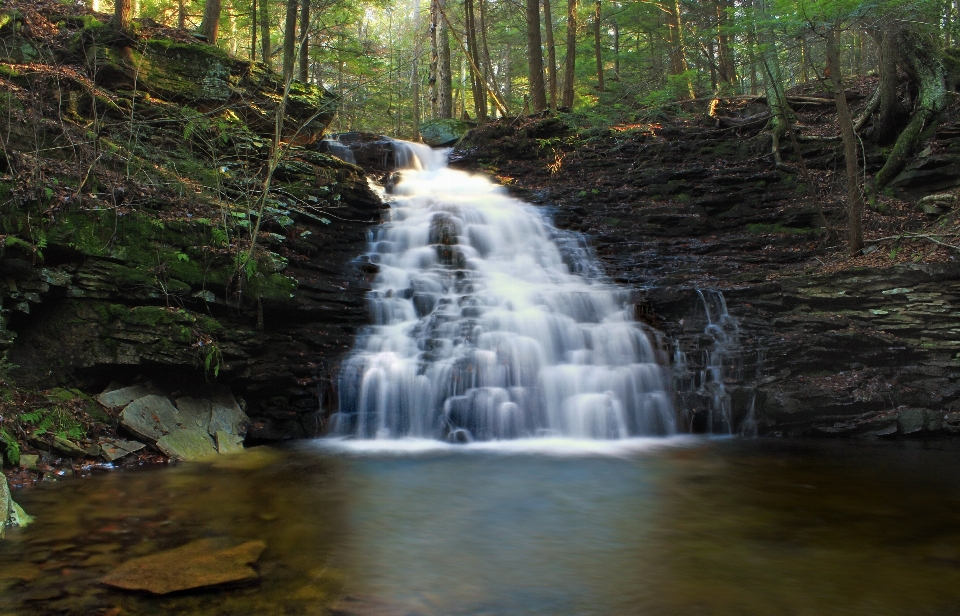 Eau forêt cascade ruisseau
