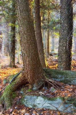 Tree nature forest wilderness Photo