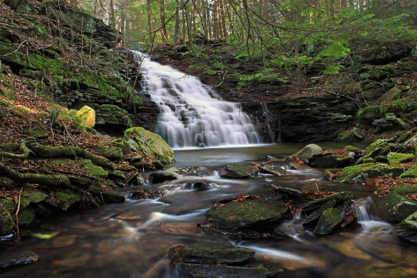 Tree water forest waterfall Photo