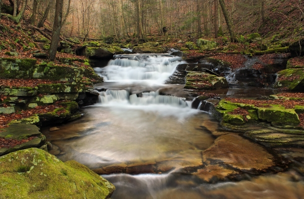 Landscape water nature forest Photo