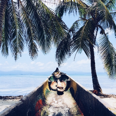 ビーチ 海 海岸 木 写真