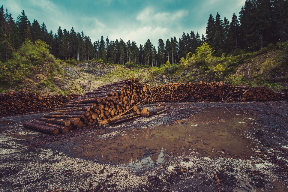 Paisagem floresta região selvagem
 montanha