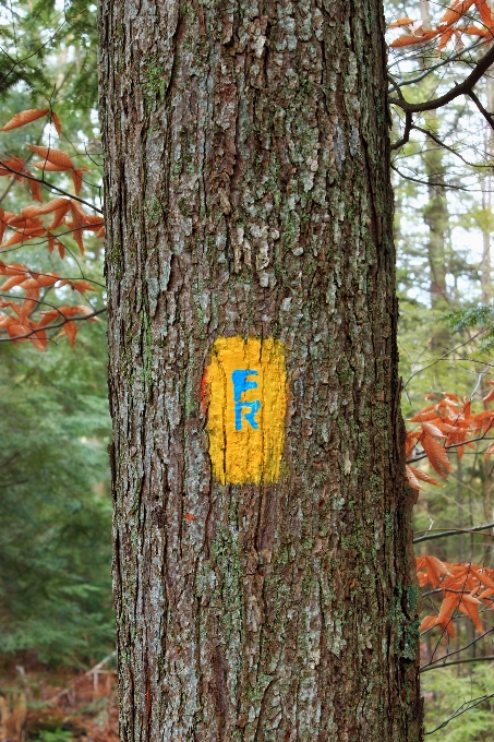 Arbre forêt bifurquer hiver