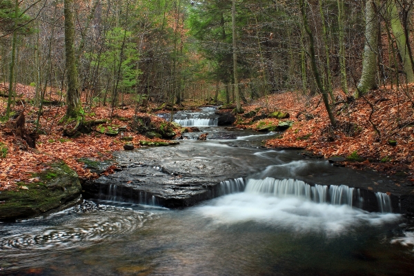 Water forest waterfall creek Photo