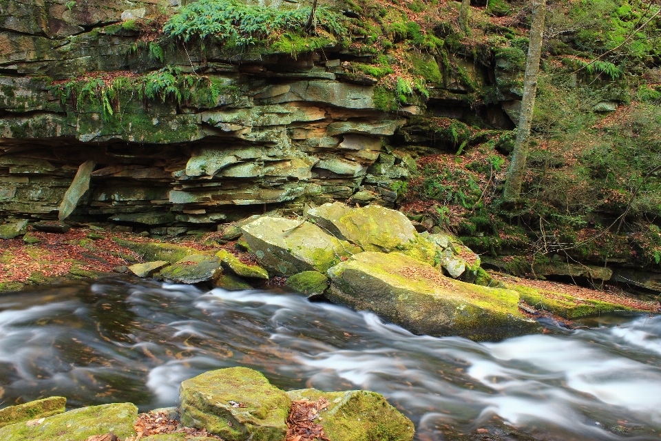 Acqua foresta rock cascata