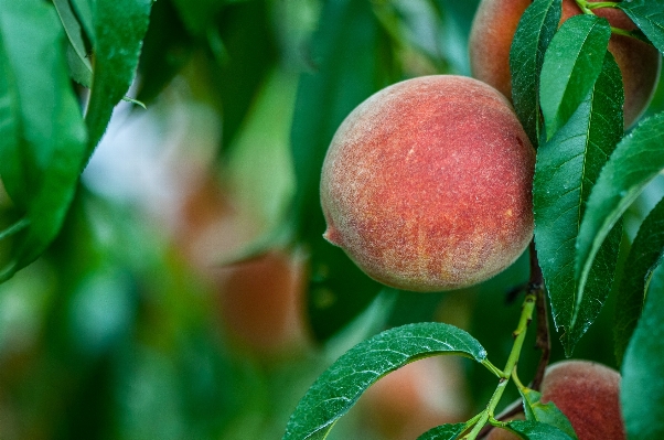 Tree branch plant fruit Photo