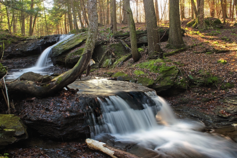 Tree water nature forest