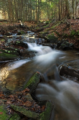 Landscape tree water nature Photo