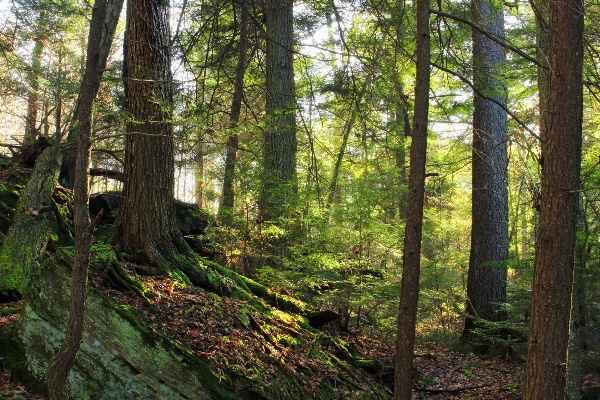 Tree forest wilderness winter Photo