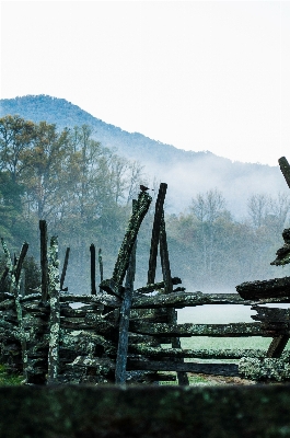 Foto Pohon alam hutan gurun
