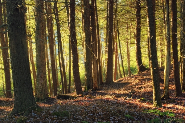 Tree nature forest wilderness Photo