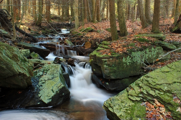 Tree forest rock waterfall Photo