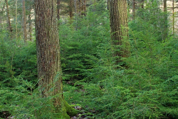 树 自然 森林 荒野 照片