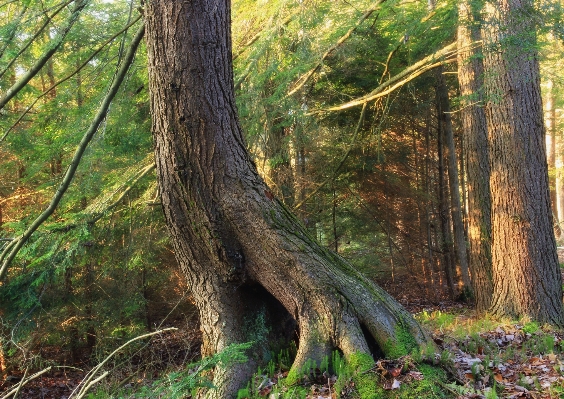 木 自然 森 沼地 写真