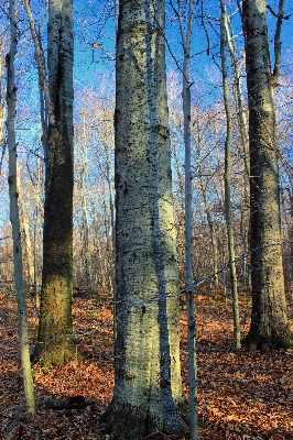 Tree nature forest branch Photo