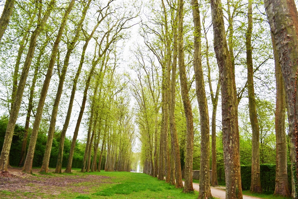 Arbre nature forêt chemin