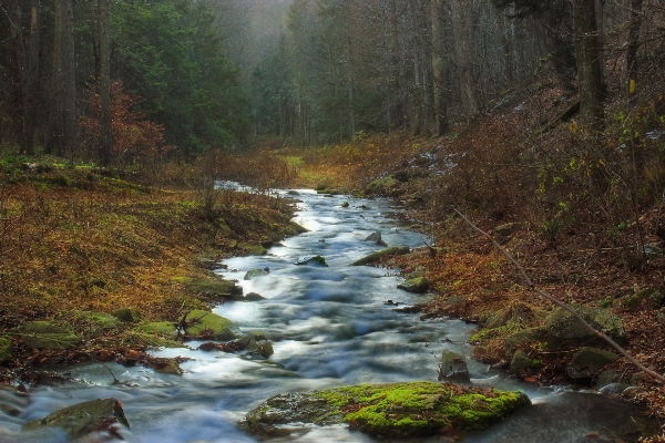 Doğa orman dere
 el değmemiş doğa
 Fotoğraf