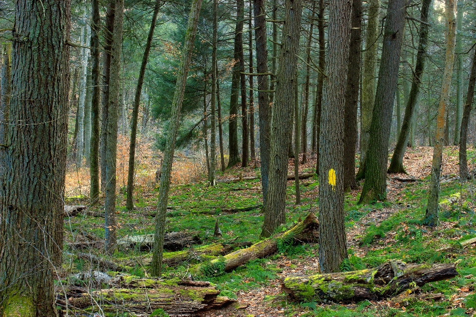 Drzewo natura las ścieżka