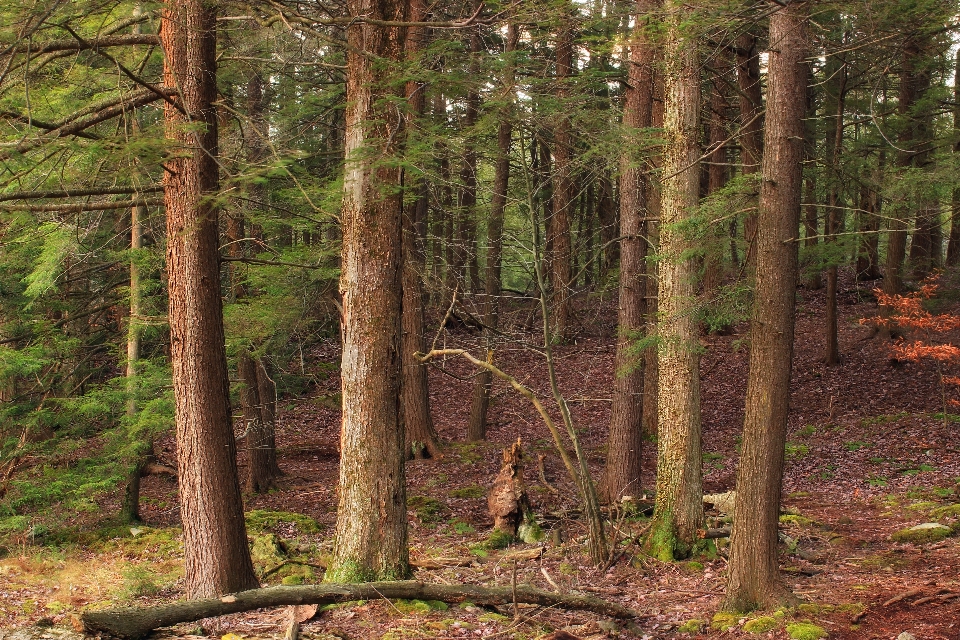 木 自然 森 荒野
