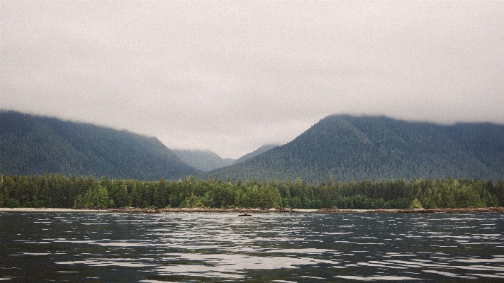 Landscape tree forest mountain Photo