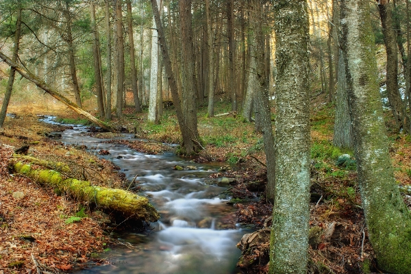 Tree forest creek wilderness Photo