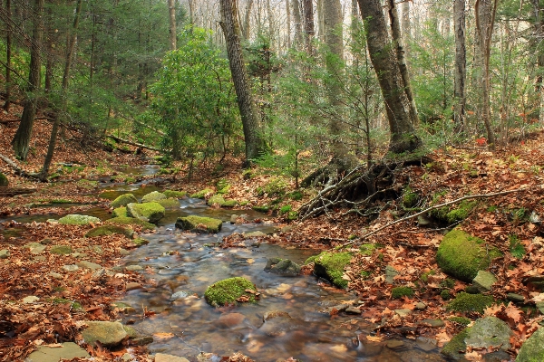 Tree forest creek wilderness Photo