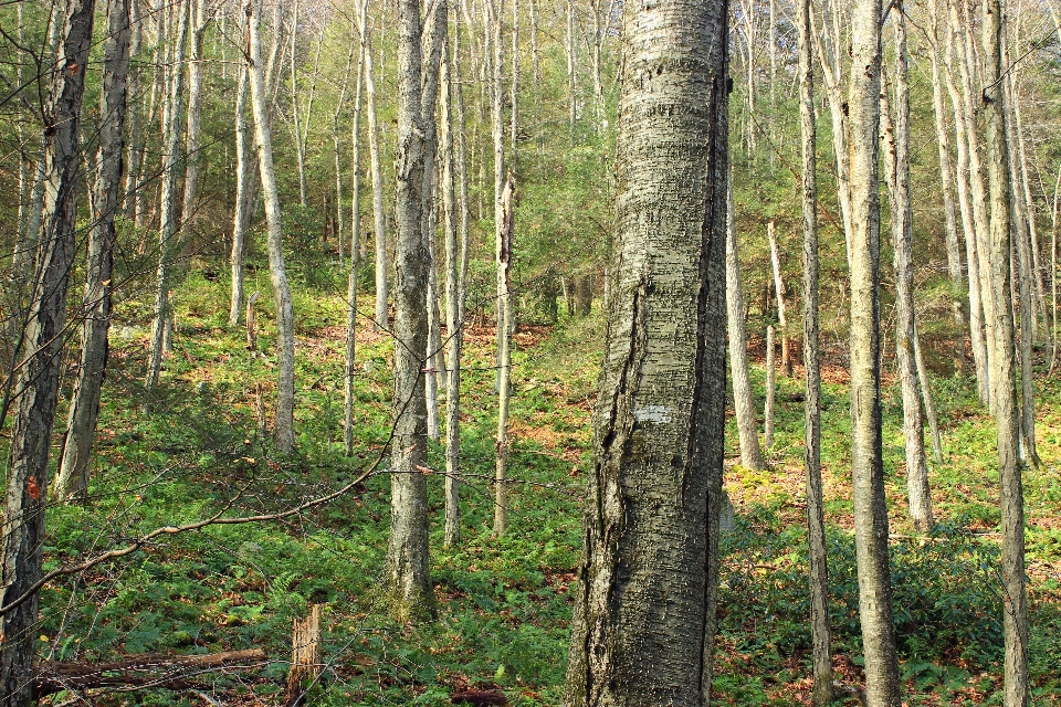 Albero foresta natura selvaggia
 pianta