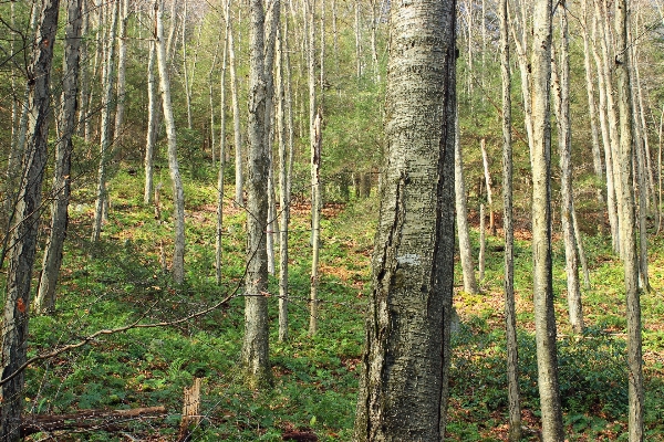 Tree forest wilderness plant Photo