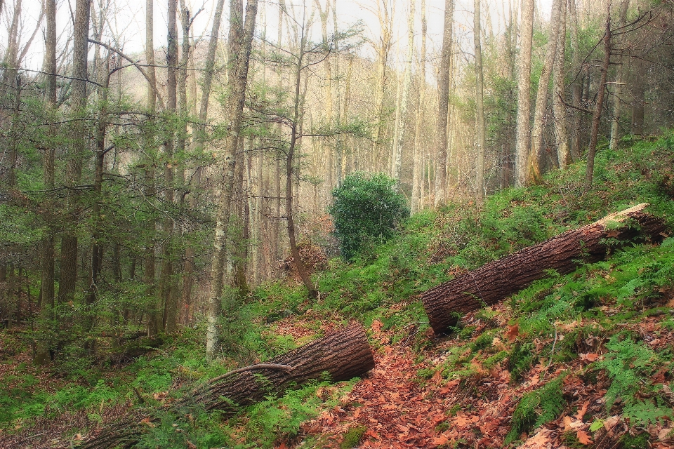 Baum natur wald wildnis
