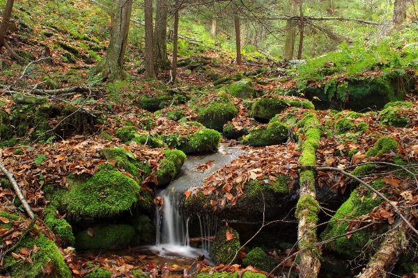 Foto Bosque cascada arroyo
 desierto
