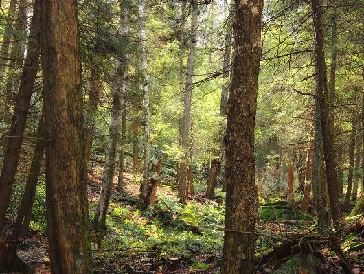 Foto árvore natureza floresta região selvagem
