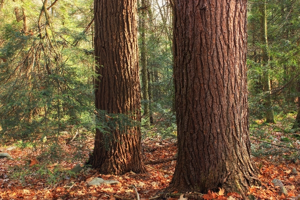 Tree nature forest wilderness Photo