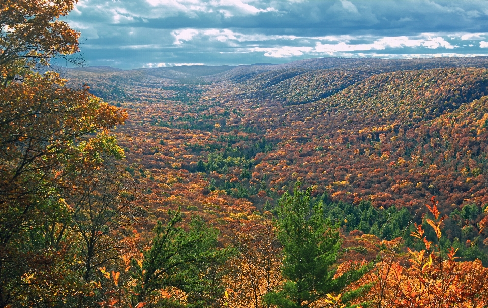 Landschaft baum natur wald