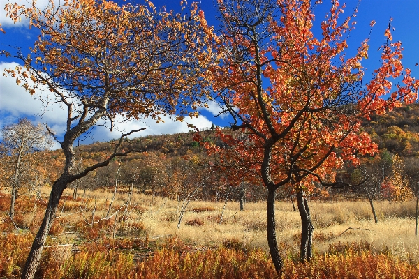 Landscape tree nature grass Photo