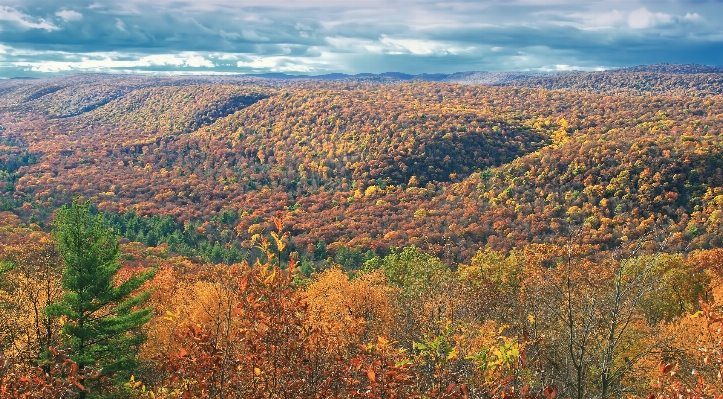 Landscape tree nature forest Photo