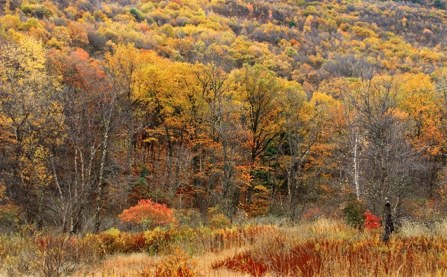 Landscape tree nature forest Photo