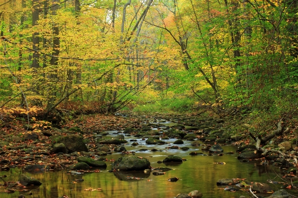 Tree forest creek swamp Photo