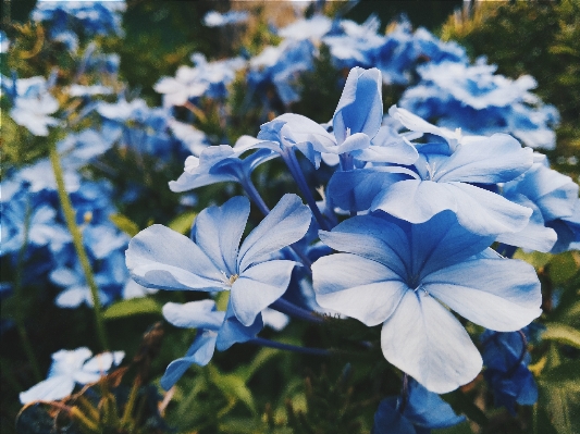 自然 花 植物 花弁 写真