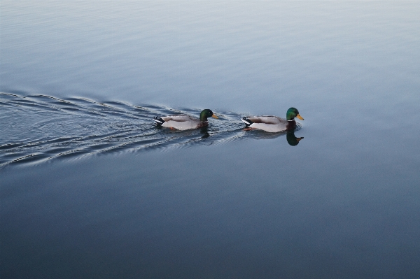 Meer wasser vogel flügel Foto