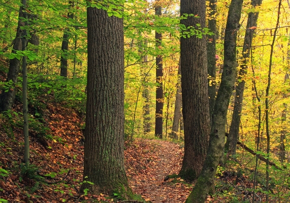 Baum natur wald weg Foto