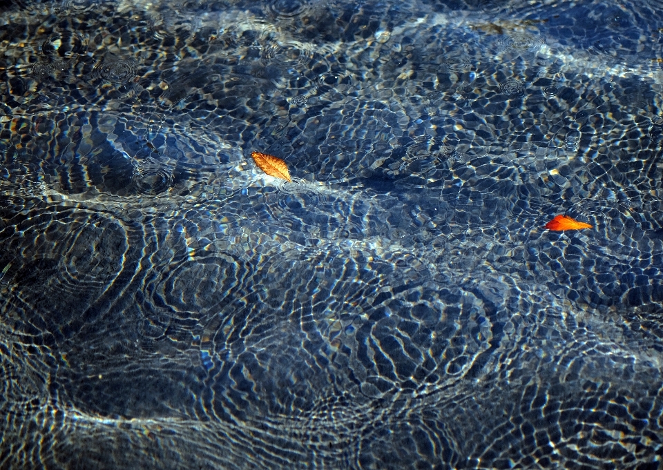 海 水 叶子 海浪