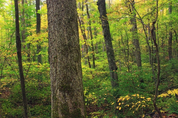 Tree nature forest wilderness Photo