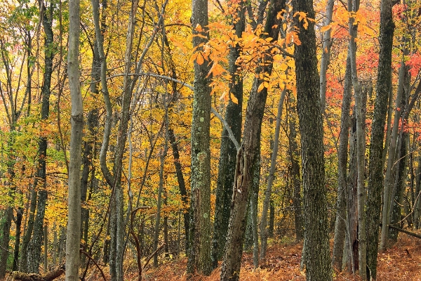 Tree nature forest wilderness Photo