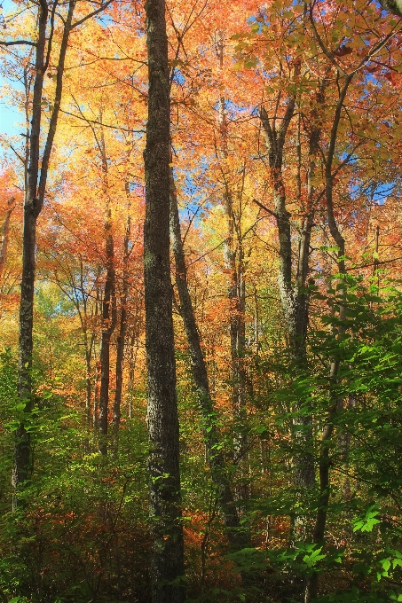 árvore natureza floresta região selvagem
