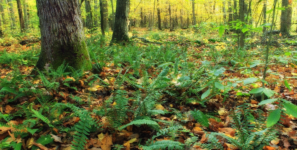 árbol naturaleza bosque planta