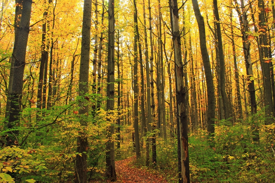 Tree nature forest path