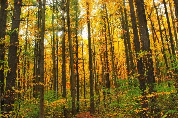 木 自然 森 道 写真