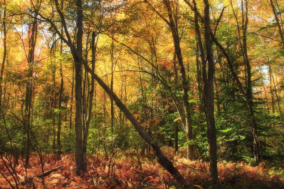 árbol naturaleza bosque desierto
