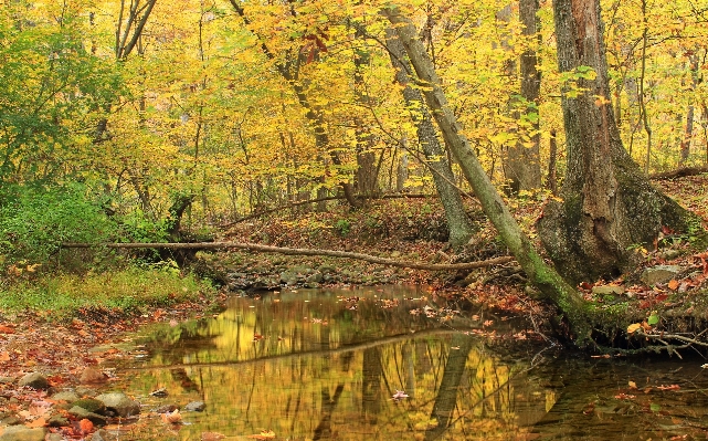 Tree nature forest creek Photo